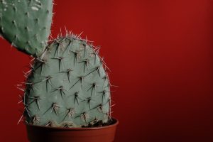 Pain points: cosa sono, perché usarli e come camuffarli 1 cactus